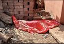 Kankan : un homme retrouvé agonisant sous un manguier meurt faute de prise en charge rapide