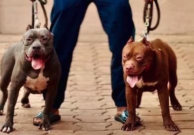 Élevage canin en Guinée de chiens américains, une passion devenue activité professionnelle pour Famany Condé.