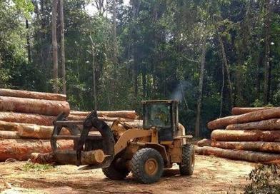 Guinée : coup d’arrêt aux activités liées au bois pour préserver les ressources forestières...