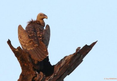 Environnement : la Guinée face au déclin alarmant des vautours...