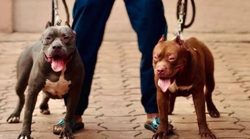 Élevage canin en Guinée de chiens américains, une passion devenue activité professionnelle pour Famany Condé.